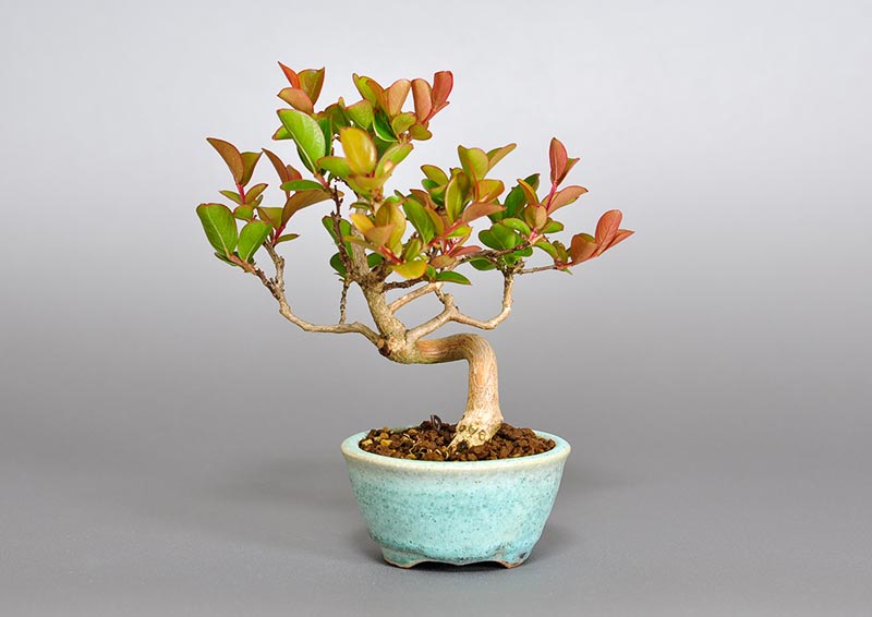 サルスベリ-I3（さるすべり・百日紅）花もの盆栽を裏側から見た景色・Lagerstroemia indica bonsai photo