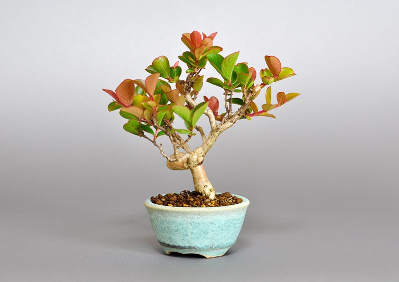 サルスベリ-I3（さるすべり・百日紅）花もの盆栽を右側から見た景色・Lagerstroemia indica bonsai photo