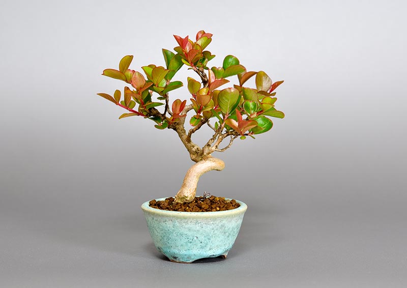 サルスベリ-I3（さるすべり・百日紅）花もの盆栽を左側から見た景色・Lagerstroemia indica bonsai photo