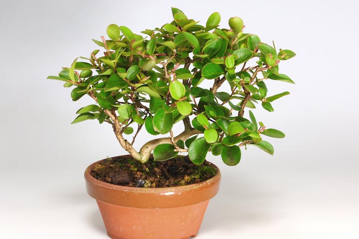 サルスベリJ（さるすべり・百日紅）花もの盆栽の販売と育て方・作り方・Lagerstroemia indica bonsai photo