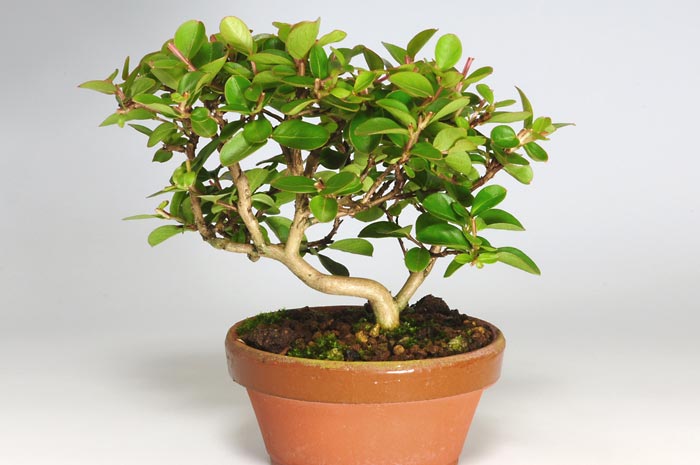 サルスベリJ（さるすべり・百日紅）花もの盆栽を裏側から見た景色・Lagerstroemia indica bonsai photo