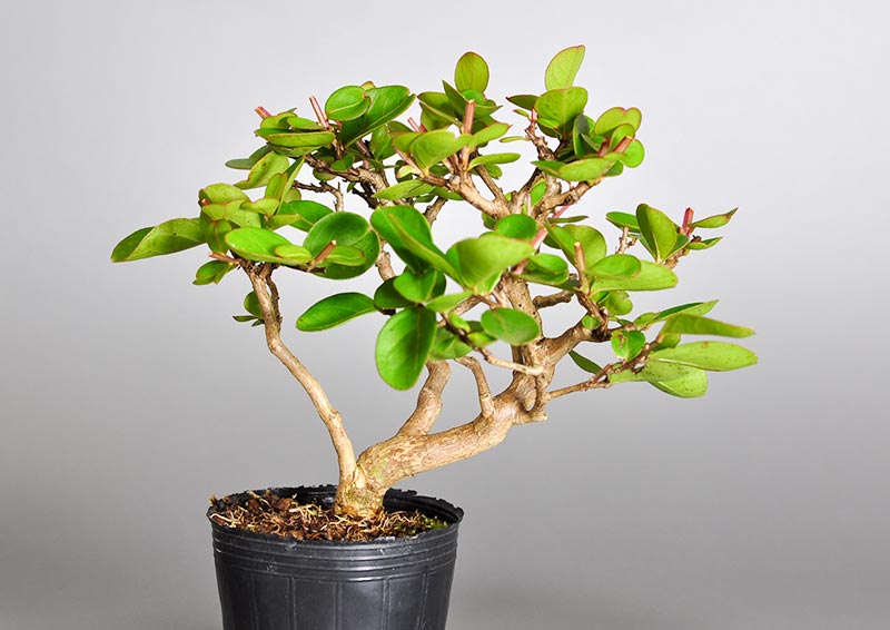 サルスベリ-J1（さるすべり・百日紅）花もの盆栽の販売と育て方・作り方・Lagerstroemia indica bonsai photo
