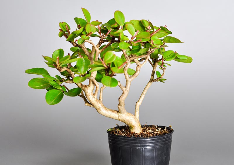 サルスベリ-J1（さるすべり・百日紅）花もの盆栽を裏側から見た景色・Lagerstroemia indica bonsai photo