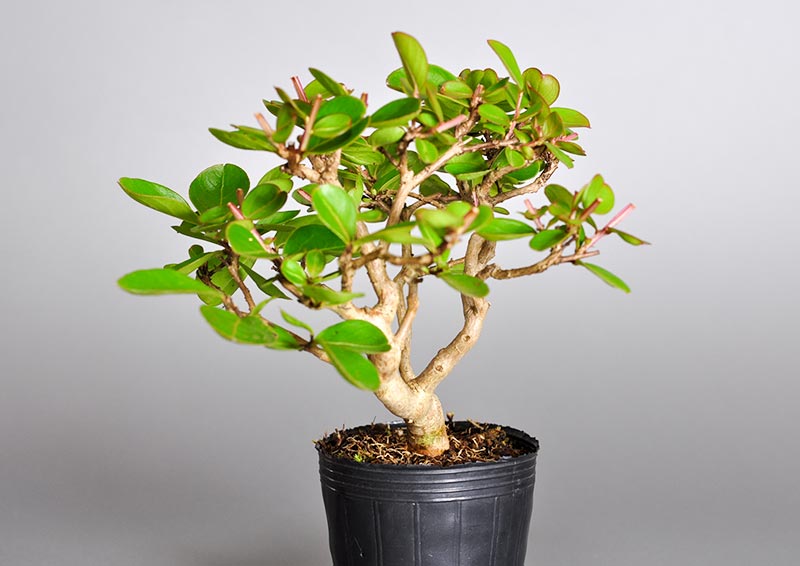 サルスベリ-J1（さるすべり・百日紅）花もの盆栽を右側から見た景色・Lagerstroemia indica bonsai photo