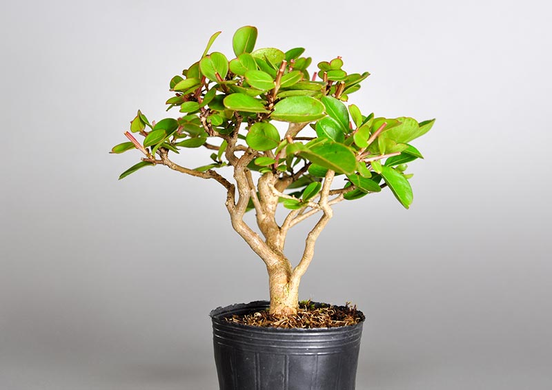 サルスベリ-J1（さるすべり・百日紅）花もの盆栽を左側から見た景色・Lagerstroemia indica bonsai photo