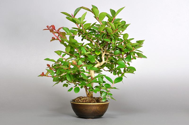 サルスベリ-J2-1（さるすべり・百日紅）花もの盆栽の販売と育て方・作り方・Lagerstroemia indica bonsai