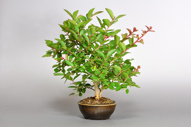 サルスベリ-J2-1（さるすべり・百日紅）花もの盆栽を裏側から見た景色・Lagerstroemia indica bonsai