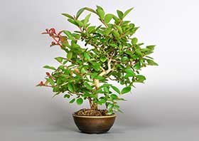 サルスベリ-J2-1（さるすべり・百日紅）花もの盆栽の成長記録-1・Lagerstroemia indica bonsai