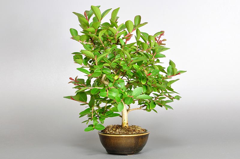 サルスベリ-J2-1（さるすべり・百日紅）花もの盆栽を右側から見た景色・Lagerstroemia indica bonsai