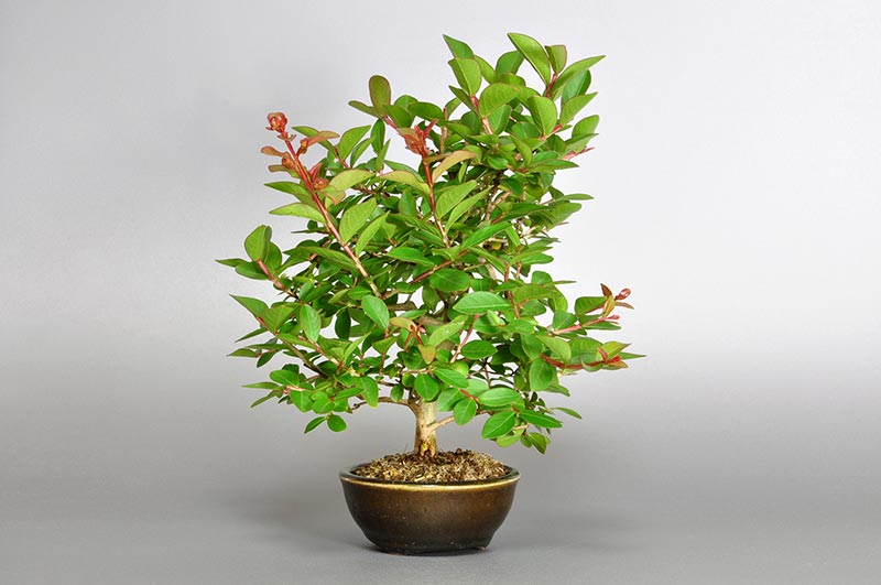 サルスベリ-J2-1（さるすべり・百日紅）花もの盆栽を左側から見た景色・Lagerstroemia indica bonsai