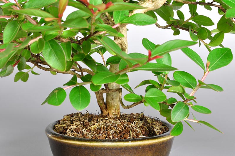 サルスベリ-J2-1（さるすべり・百日紅）花もの盆栽を別側から見た景色・Lagerstroemia indica bonsai