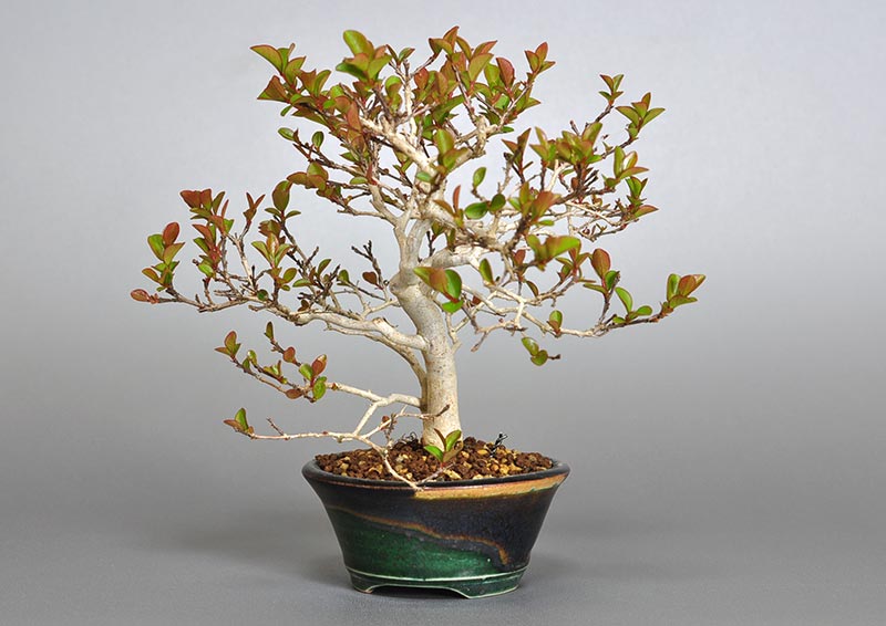 サルスベリ-J2（さるすべり・百日紅）花もの盆栽を右側から見た景色・Lagerstroemia indica bonsai