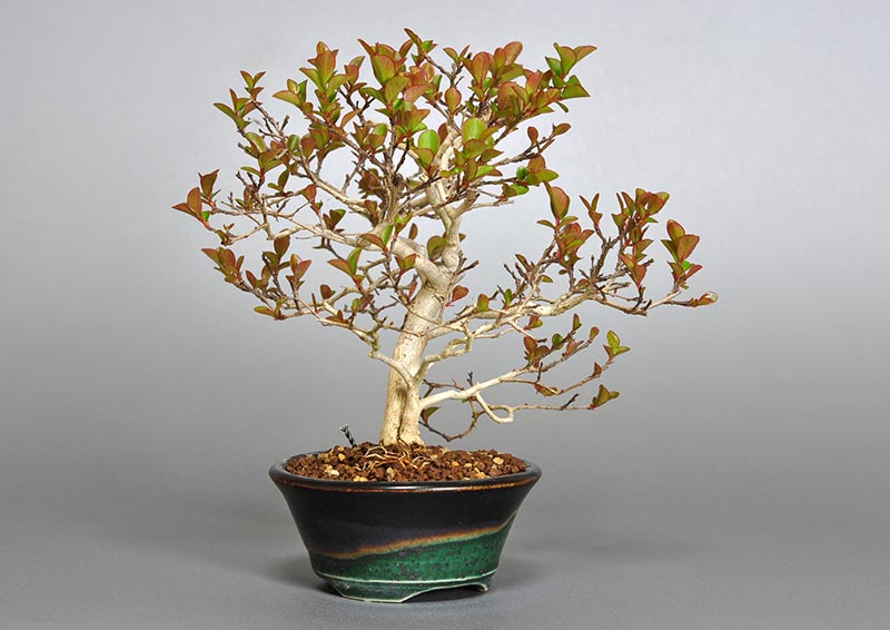 サルスベリ-J2（さるすべり・百日紅）花もの盆栽を左側から見た景色・Lagerstroemia indica bonsai