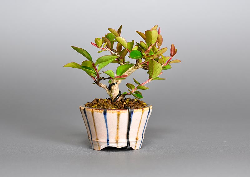 サルスベリ-J3（さるすべり・百日紅）花もの盆栽を裏側から見た景色・Lagerstroemia indica bonsai photo