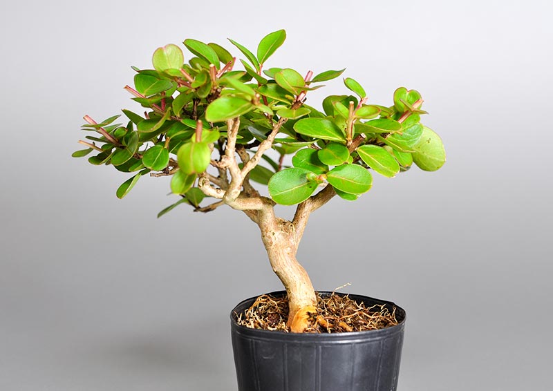 サルスベリ-K（さるすべり・百日紅）花もの盆栽を右側から見た景色・Lagerstroemia indica bonsai