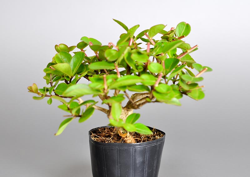 サルスベリ-K（さるすべり・百日紅）花もの盆栽を左側から見た景色・Lagerstroemia indica bonsai