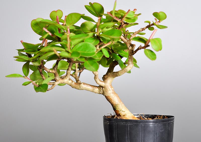 サルスベリ-K（さるすべり・百日紅）花もの盆栽を前側から見た景色・Lagerstroemia indica bonsai