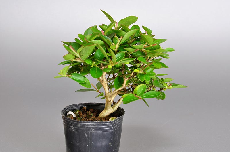 サルスベリ-K2（さるすべり・百日紅）花もの盆栽を右側から見た景色・Lagerstroemia indica bonsai photo