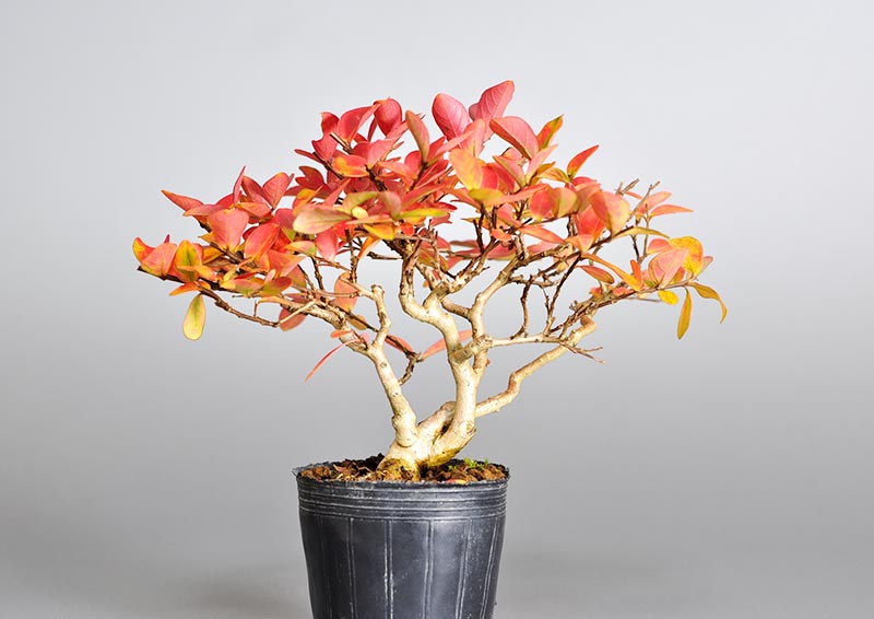 サルスベリ-K3（さるすべり・百日紅）花もの盆栽の販売と育て方・作り方・Lagerstroemia indica bonsai
