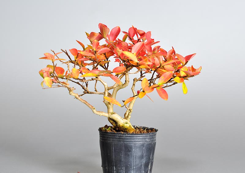 サルスベリ-K3（さるすべり・百日紅）花もの盆栽を裏側から見た景色・Lagerstroemia indica bonsai
