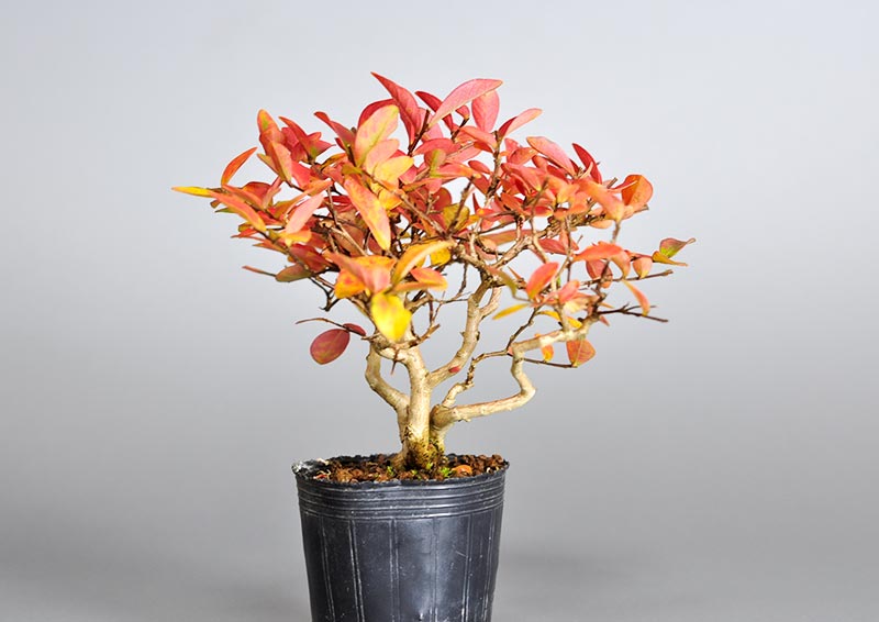 サルスベリ-K3（さるすべり・百日紅）花もの盆栽を右側から見た景色・Lagerstroemia indica bonsai