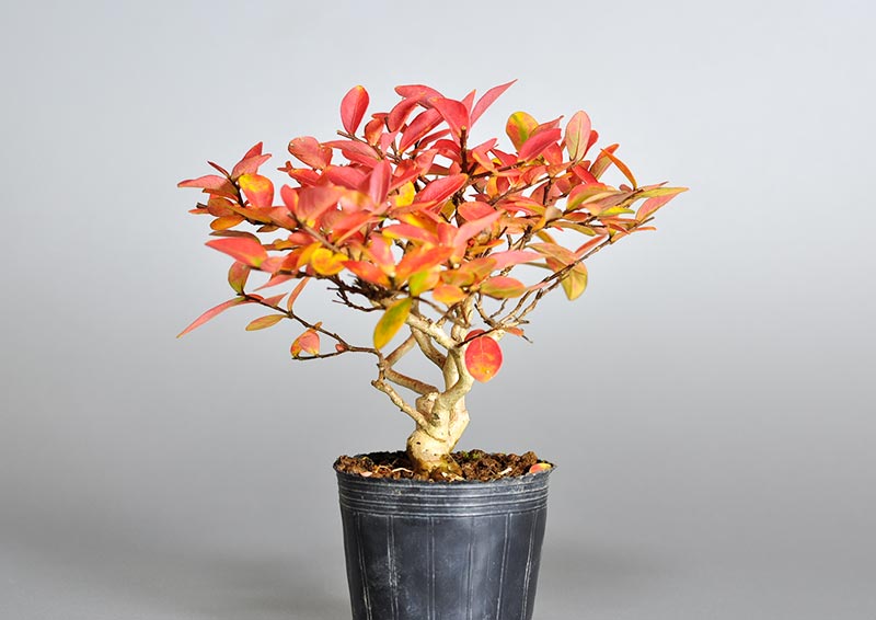 サルスベリ-K3（さるすべり・百日紅）花もの盆栽を左側から見た景色・Lagerstroemia indica bonsai