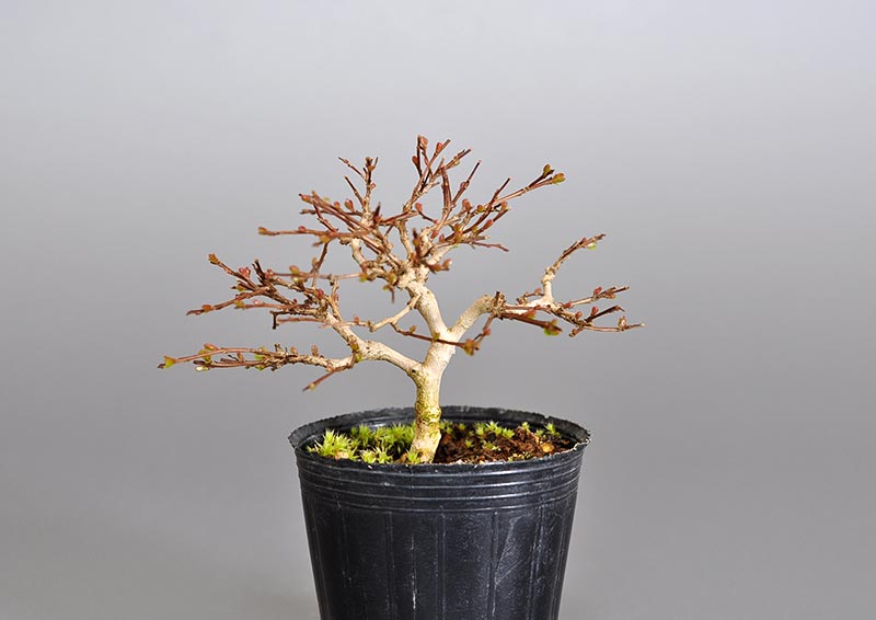 サルスベリ-L3（さるすべり・百日紅）花もの盆栽の販売と育て方・作り方・Lagerstroemia indica bonsai