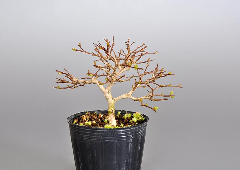 サルスベリ-L3（さるすべり・百日紅）花もの盆栽を裏側から見た景色・Lagerstroemia indica bonsai