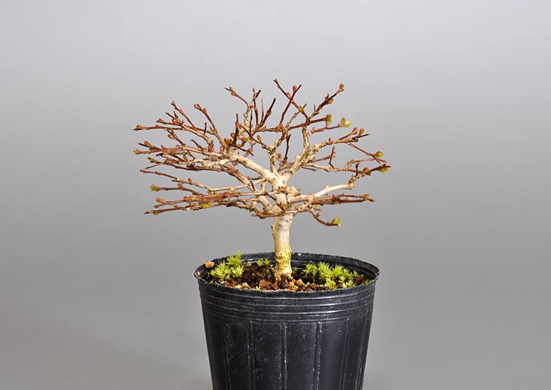 サルスベリ-L3（さるすべり・百日紅）花もの盆栽を右側から見た景色・Lagerstroemia indica bonsai