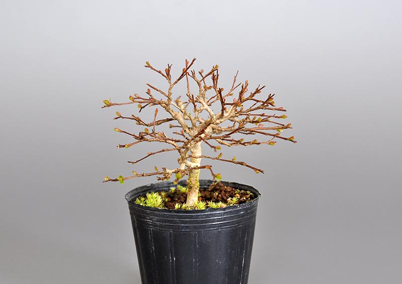 サルスベリ-L3（さるすべり・百日紅）花もの盆栽を左側から見た景色・Lagerstroemia indica bonsai