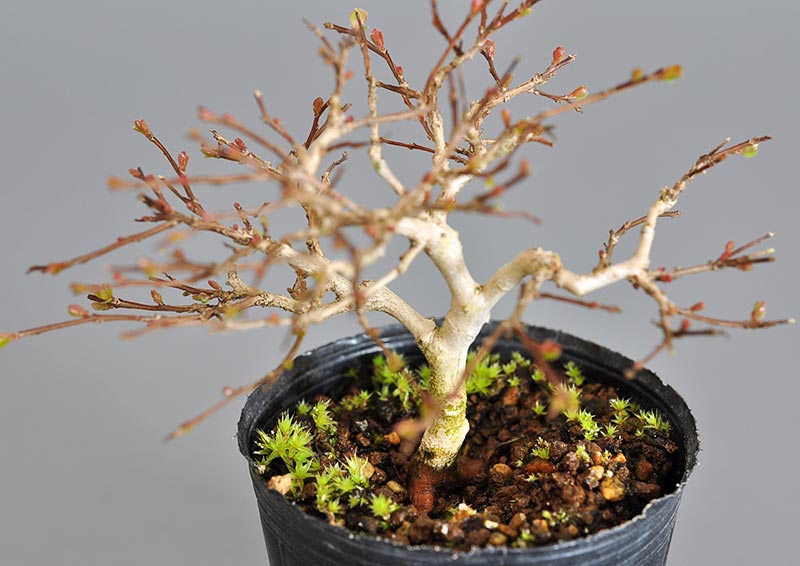 サルスベリ-L3（さるすべり・百日紅）花もの盆栽を上側から見た景色・Lagerstroemia indica bonsai