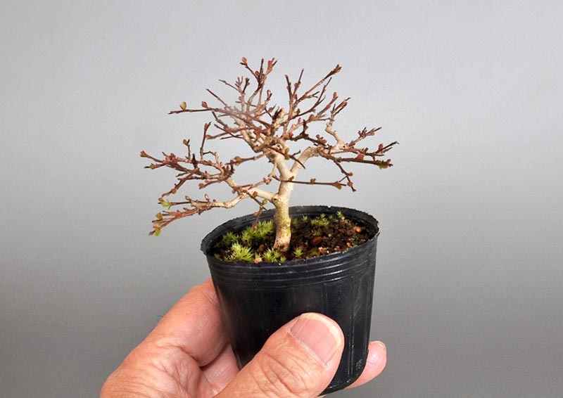 サルスベリ-L3（さるすべり・百日紅）花もの盆栽の手乗りの景色・Lagerstroemia indica bonsai