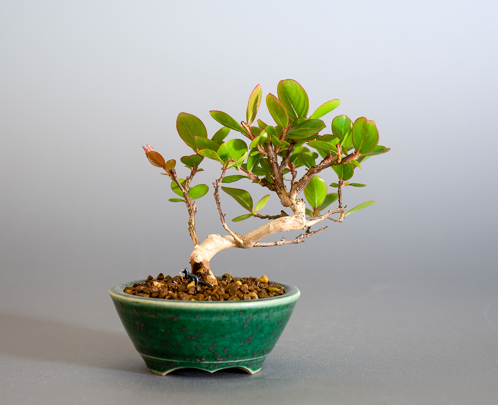 サルスベリ-M3（さるすべり・百日紅）花もの盆栽を裏側から見た景色・Lagerstroemia indica bonsai