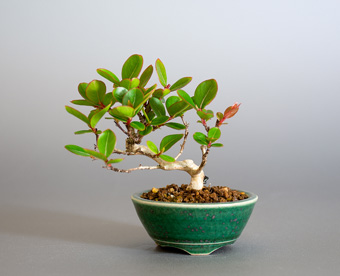 サルスベリ-M3（さるすべり・百日紅）盆栽の樹作りの参考樹形・Lagerstroemia indica Best bonsai