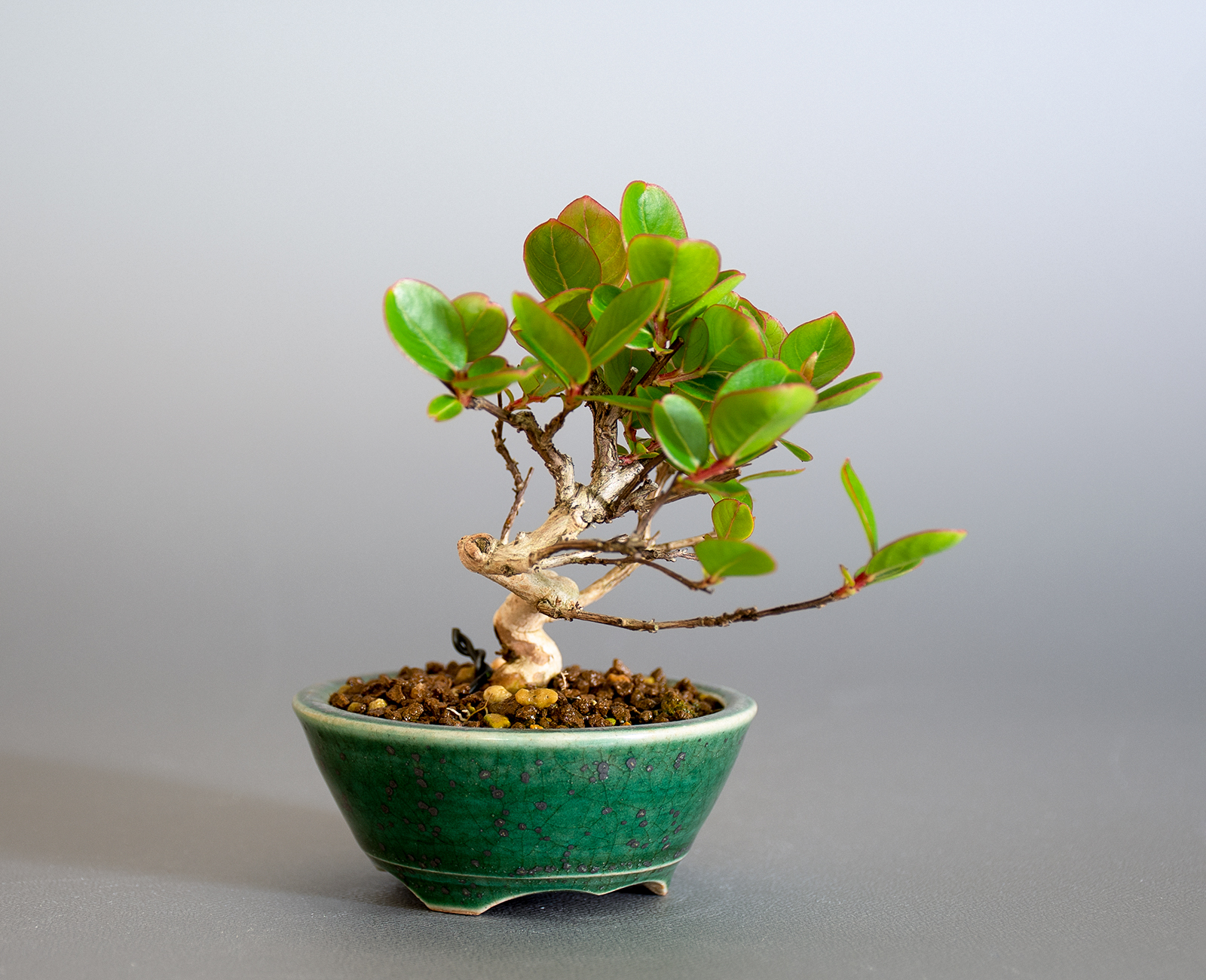 サルスベリ-M3（さるすべり・百日紅）花もの盆栽を左側から見た景色・Lagerstroemia indica bonsai