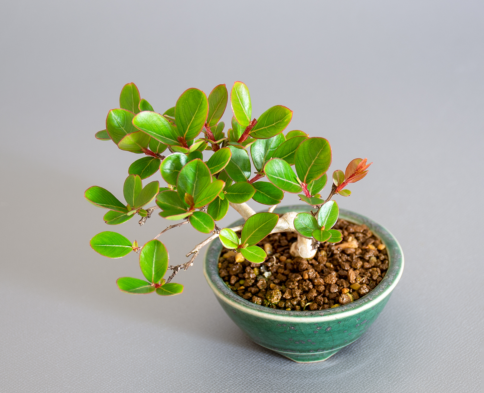 サルスベリ-M3（さるすべり・百日紅）花もの盆栽を上側から見た景色・Lagerstroemia indica bonsai