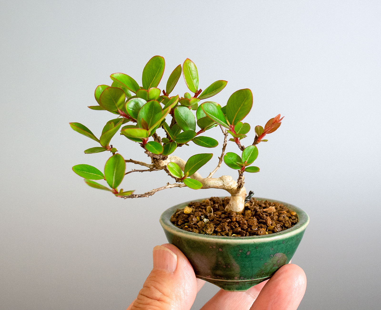 サルスベリ-M3（さるすべり・百日紅）花もの盆栽の手乗りの景色・Lagerstroemia indica bonsai