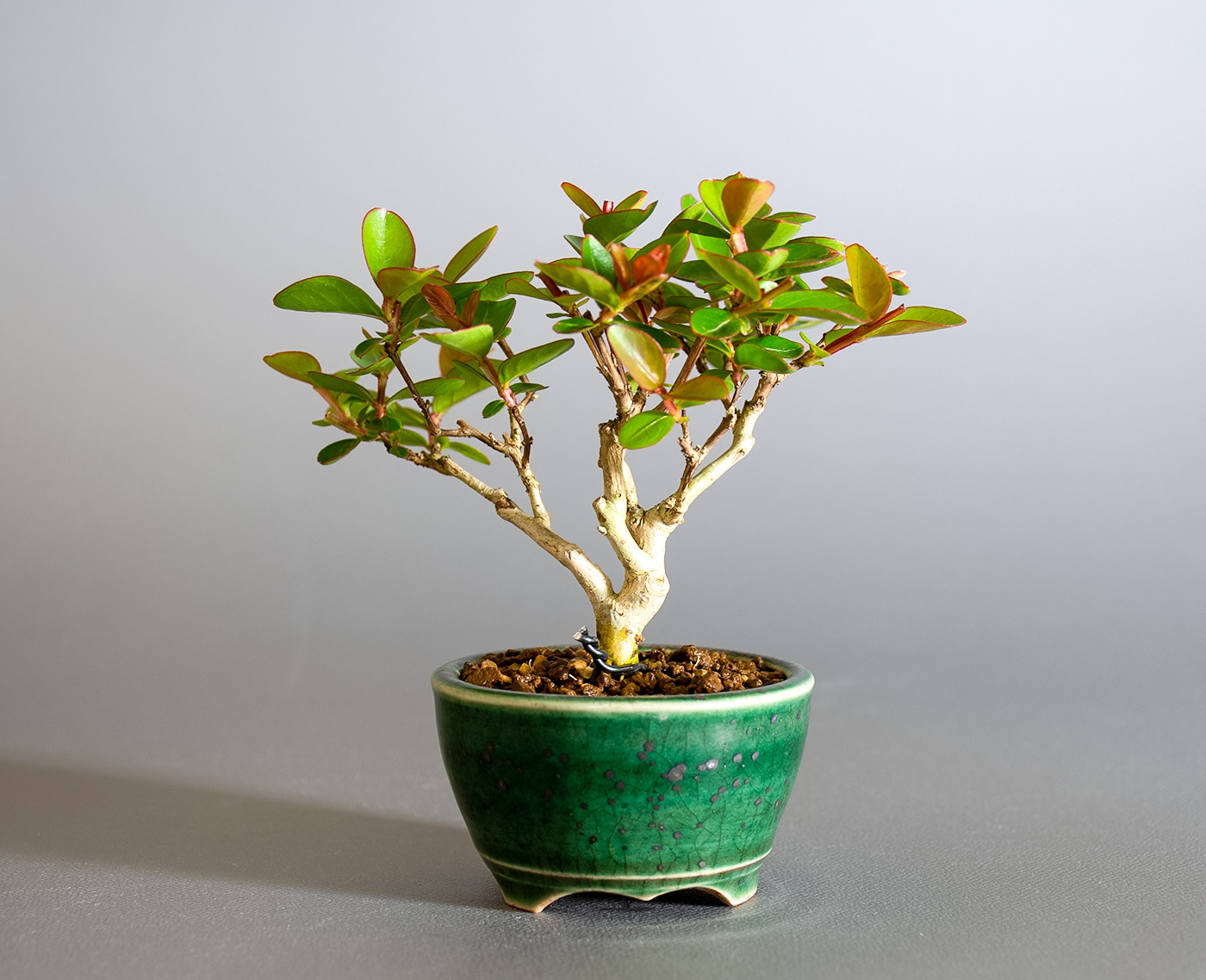 サルスベリ-N3（さるすべり・百日紅）花もの盆栽を裏側から見た景色・Lagerstroemia indica bonsai