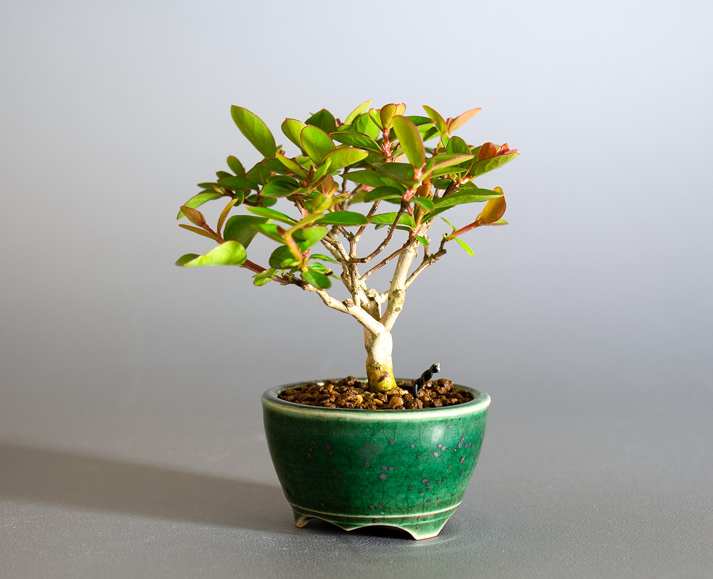 サルスベリ-N3（さるすべり・百日紅）花もの盆栽を右側から見た景色・Lagerstroemia indica bonsai