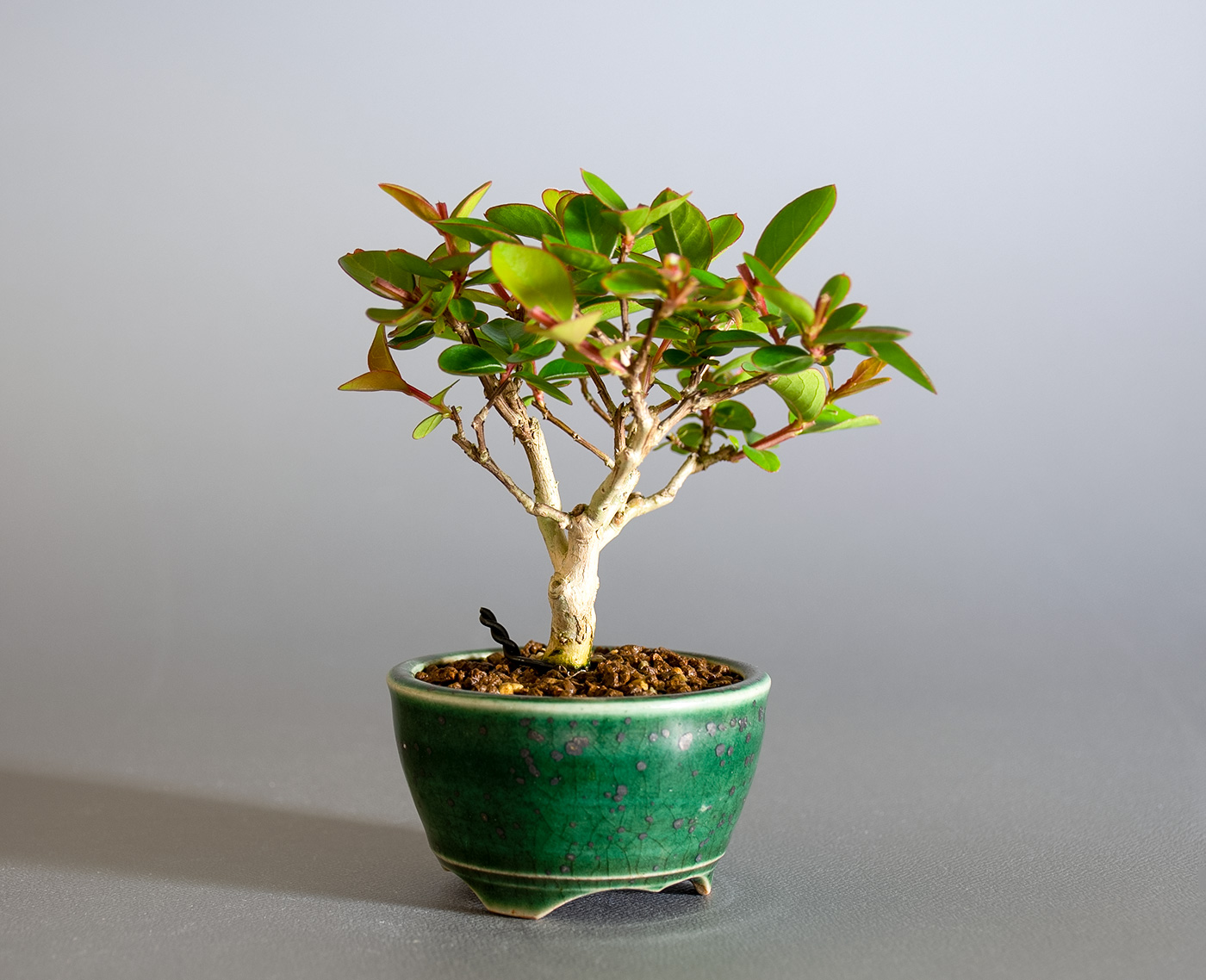 サルスベリ-N3（さるすべり・百日紅）花もの盆栽を左側から見た景色・Lagerstroemia indica bonsai