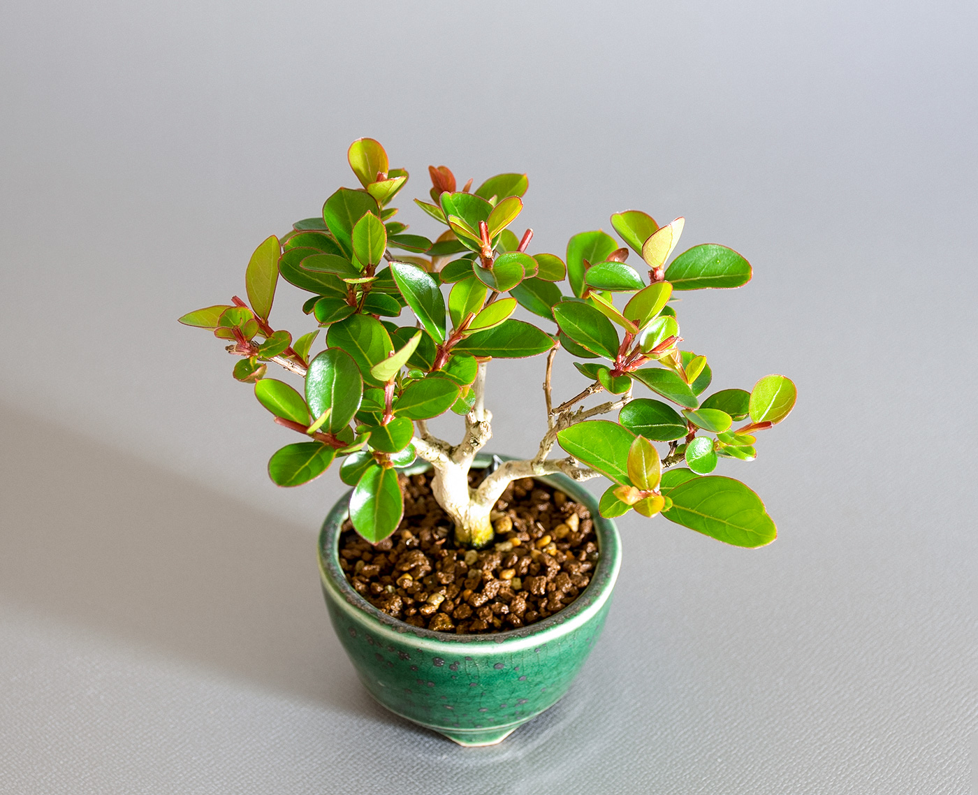 サルスベリ-N3（さるすべり・百日紅）花もの盆栽を上側から見た景色・Lagerstroemia indica bonsai