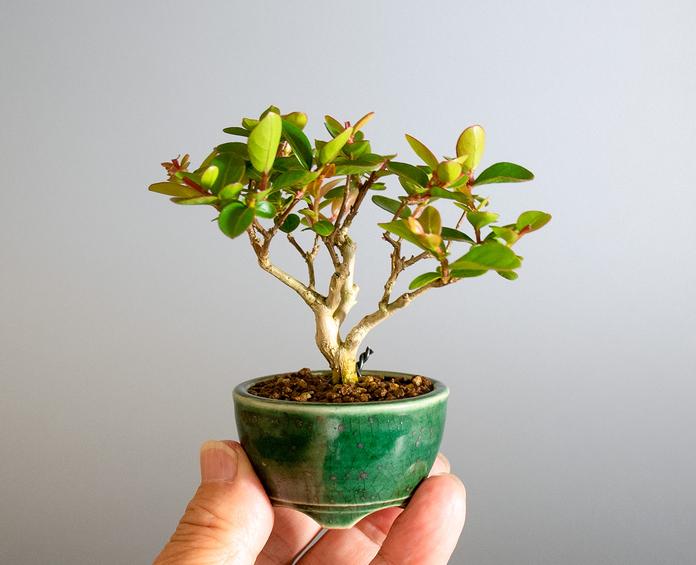 サルスベリ-N3（さるすべり・百日紅）花もの盆栽の手乗りの景色・Lagerstroemia indica bonsai