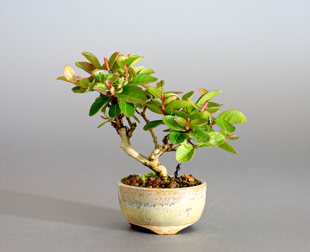 サルスベリ-O3（さるすべり・百日紅）花もの盆栽の販売と育て方・作り方・Lagerstroemia indica bonsai