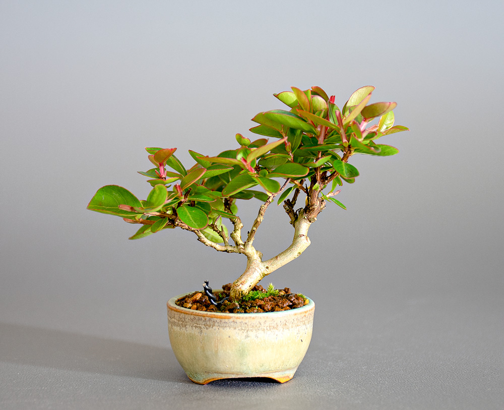 サルスベリ-O3（さるすべり・百日紅）花もの盆栽を裏側から見た景色・Lagerstroemia indica bonsai