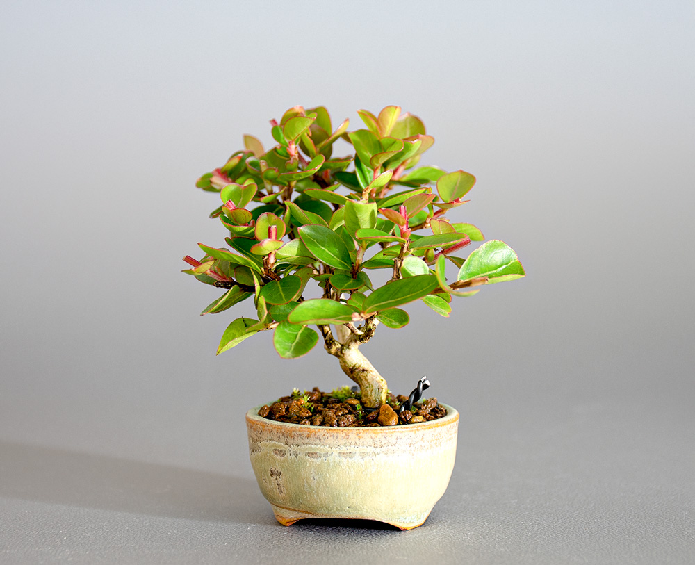 サルスベリ-O3（さるすべり・百日紅）花もの盆栽を右側から見た景色・Lagerstroemia indica bonsai