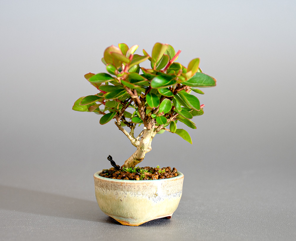 サルスベリ-O3（さるすべり・百日紅）花もの盆栽を左側から見た景色・Lagerstroemia indica bonsai