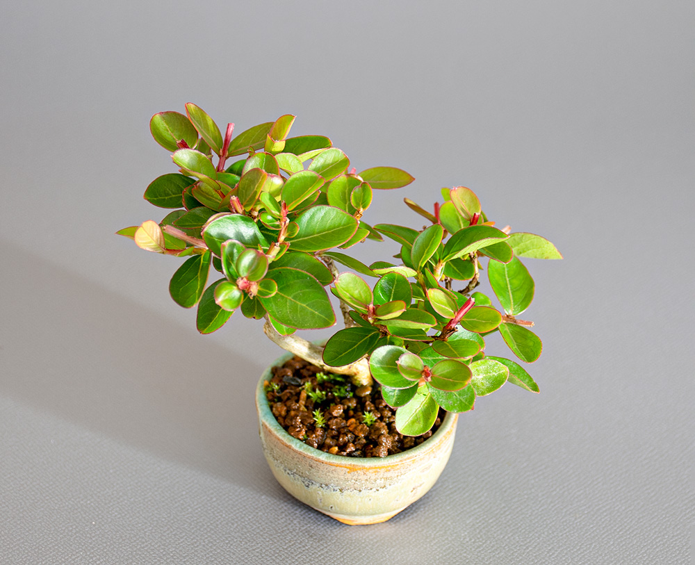 サルスベリ-O3（さるすべり・百日紅）花もの盆栽を上側から見た景色・Lagerstroemia indica bonsai