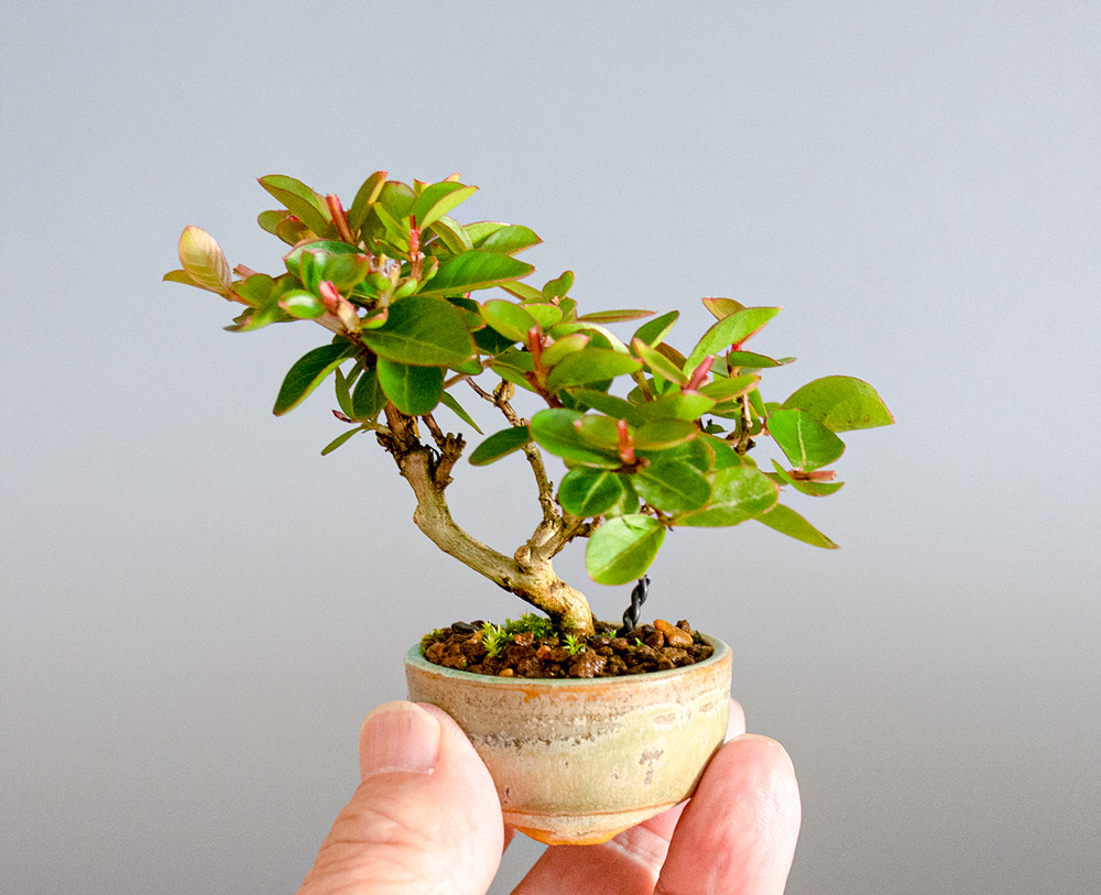 サルスベリ-O3（さるすべり・百日紅）花もの盆栽の手乗りの景色・Lagerstroemia indica bonsai