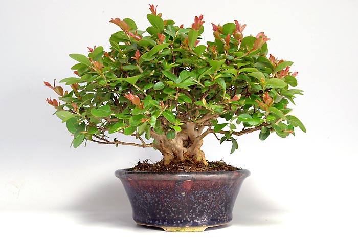 サルスベリQ-1（さるすべり・百日紅）花もの盆栽の販売と育て方・作り方・Lagerstroemia indica bonsai