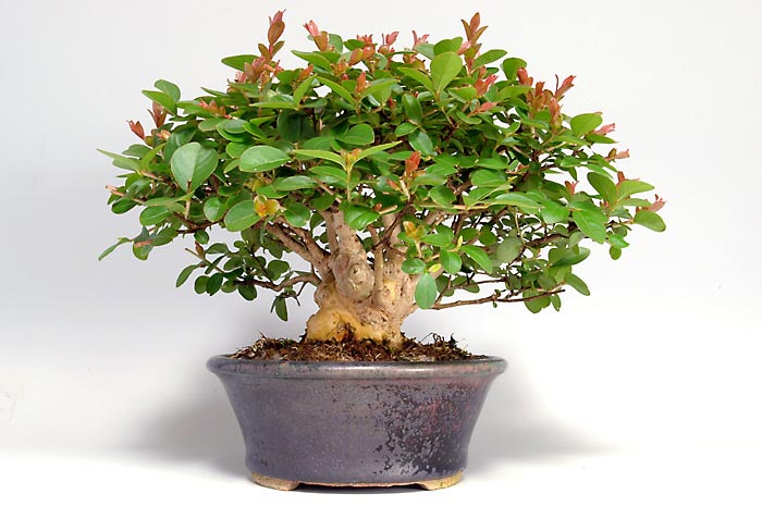 サルスベリQ-1（さるすべり・百日紅）花もの盆栽を裏側から見た景色・Lagerstroemia indica bonsai